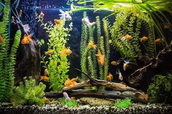 How to keep fish alive in a small fish tank?