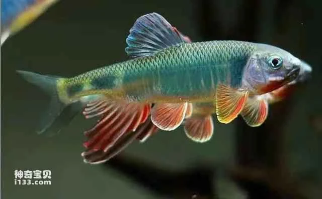 What else do fish eat besides fish food?