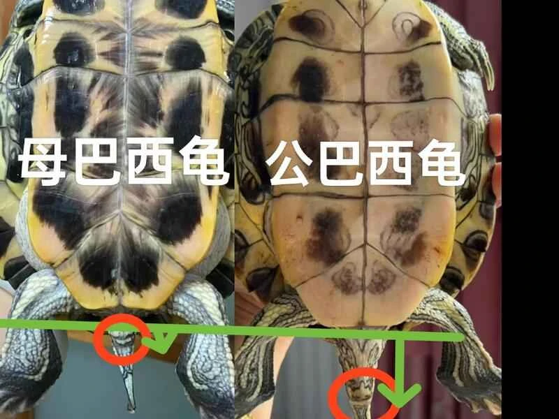 What is the simplest way to tell the sex of a turtle?