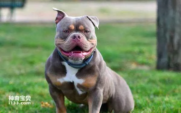 Top 10 American Bully Dogs
