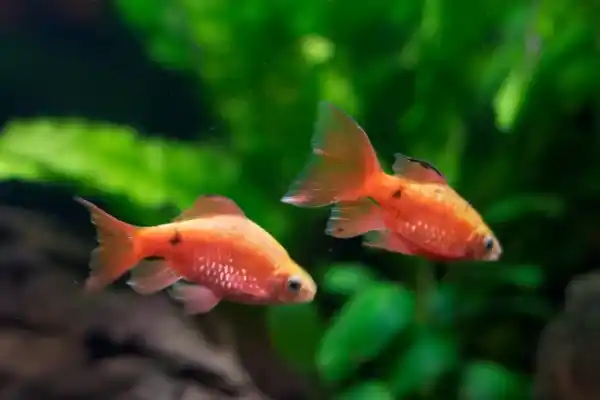 What are fish fry called when they are born?