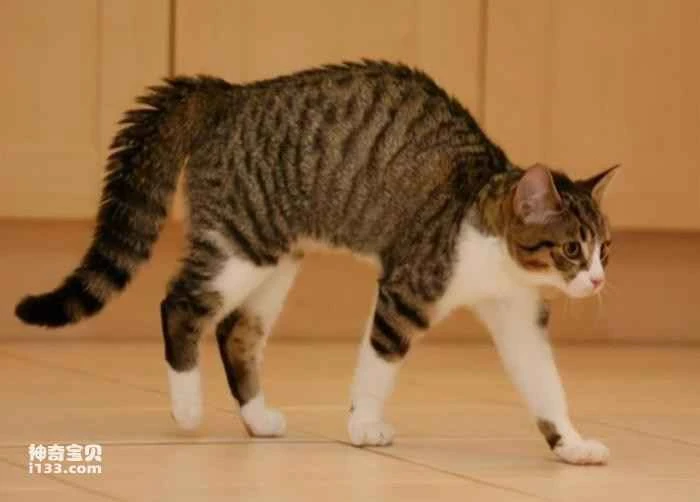Why do cats walk with their backs arched?