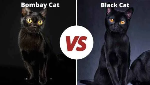 The difference between Bombay cats and black cats