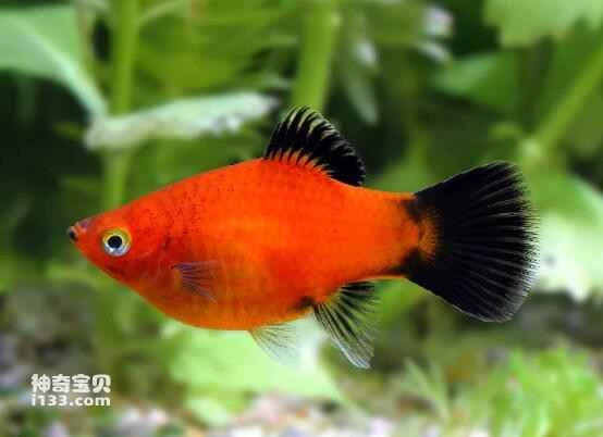 What are some varieties of medium-sized ornamental fish? (Detailed introduction)