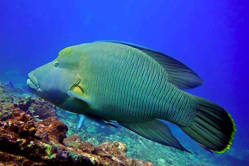 Napoleon wrasse (Cheilinus undulatus)