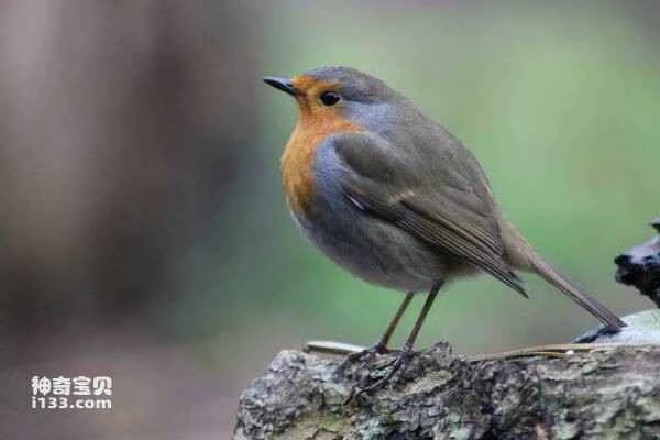 What is a robin?