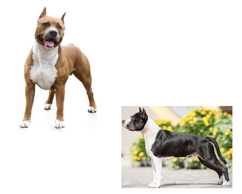 Pit Bull: A breed that combines strength and loyalty