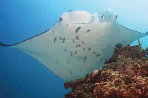 Tipos de rayas - Mantarraya de arrecife