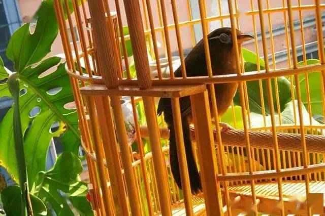 Which birds can be kept as pets?