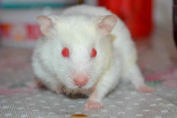 Hamster Types - Albino Hamsters