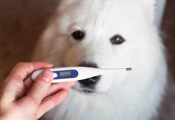 What is a normal body temperature for a dog?