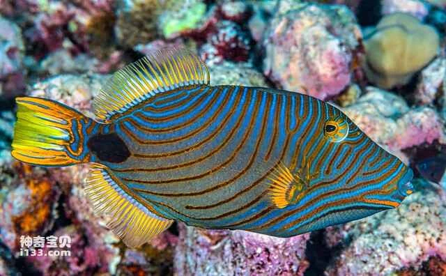 Top 10 Most Beautiful Triggerfish in the World