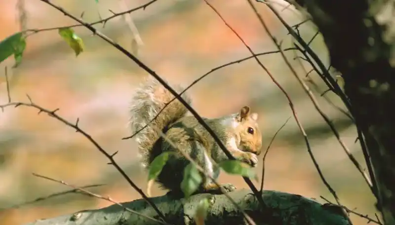 What do squirrels eat? A comprehensive guide to squirrel diets.