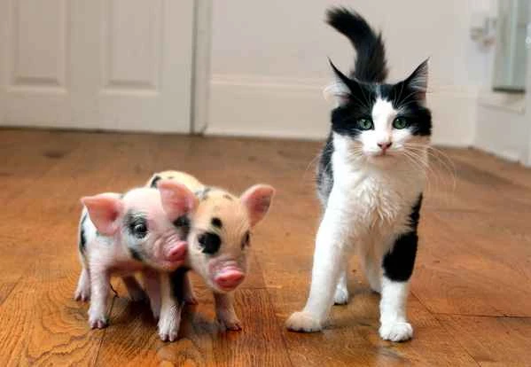 Teacup Pigs: The Truth Behind Mini Pigs You Didn't Know