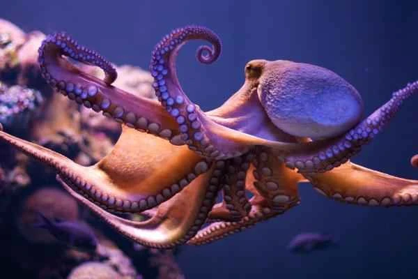 How do octopuses reproduce? A detailed explanation of the octopus's reproductive process and life cycle.