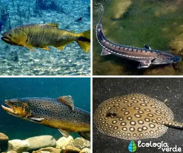 40 River Fish Species: Types, Names, and Illustrated Guide Highlights