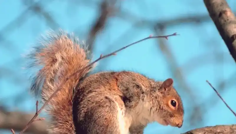 Nesting habits of gray squirrels