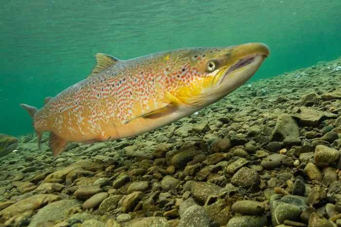 A Comprehensive Scientific Analysis of Atlantic Salmon (Salmo salar)
