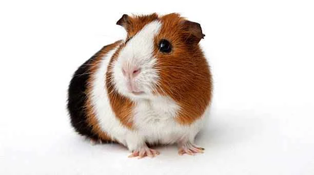 Things you need to know before raising guinea pigs