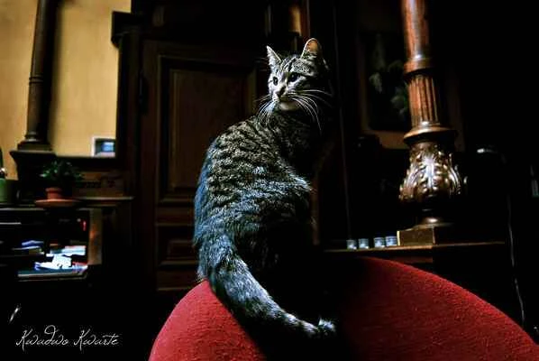 Top 10 Noble Cats in the World