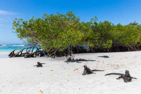 Iguana marina: características, alimentación and dónde vive - Hábitat de la iguana marina