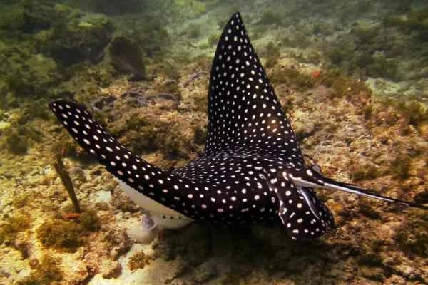 Tipos de rayas - Raya pinta