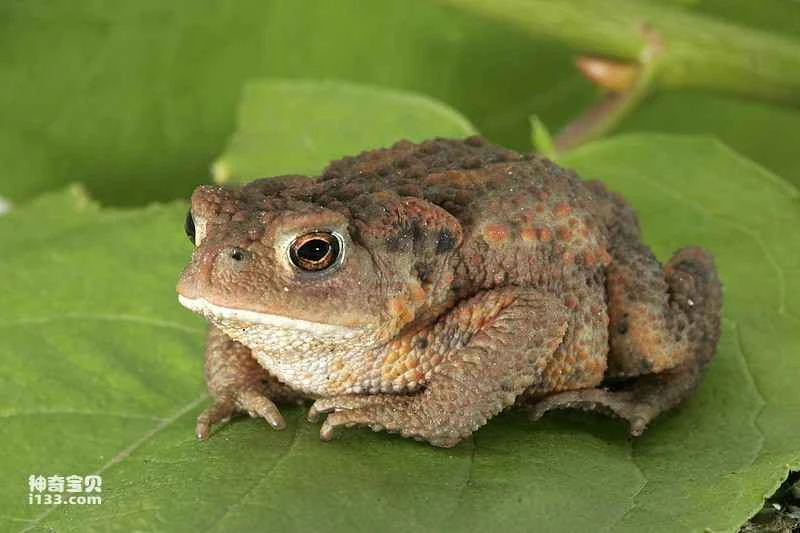What is the scientific name of a toad? (Detailed introduction)