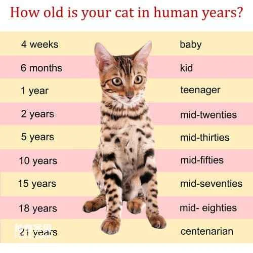 How many years do cats typically live?