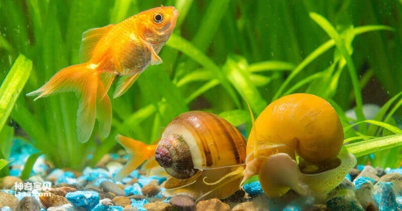 Can water snails purify water? (Detailed introduction)