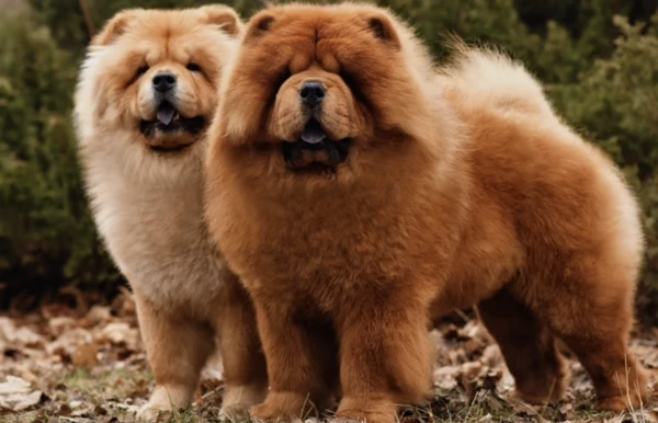 Chow Chow Pet Guide: A Comprehensive Analysis from Breeding to Training