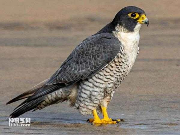 What kind of bird is a peregrine falcon? (Detailed introduction)