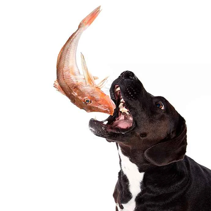 Can dogs eat fish? Understanding the benefits and precautions of feeding fish to dogs.