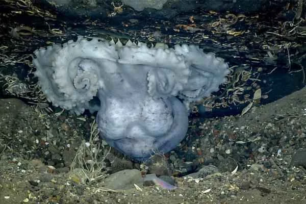 Cómo se reproducen los pulpos - Puesta de huevos