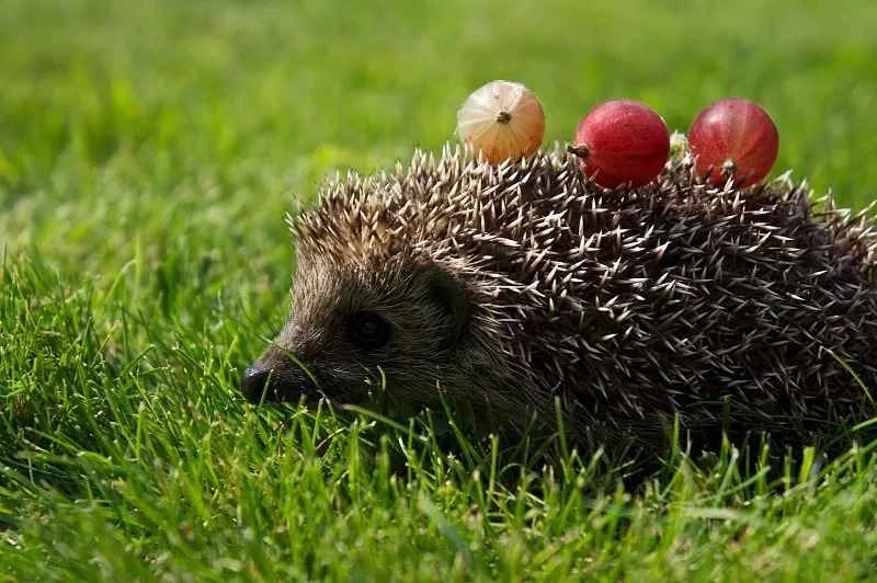 What do hedgehogs eat? — A comprehensive analysis of hedgehog dietary habits