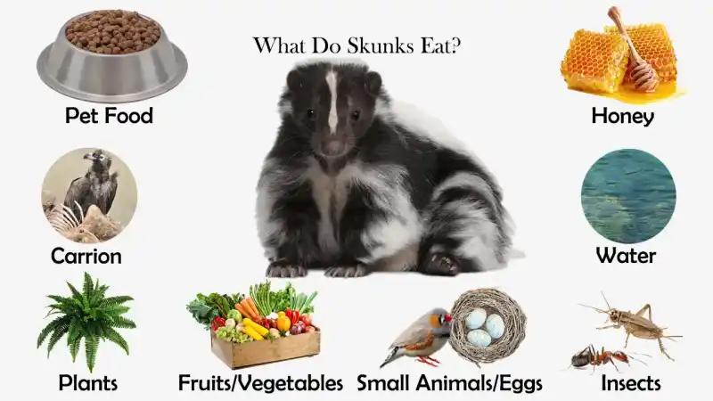 Skunk Food: A Complete Guide to Skunk Diets