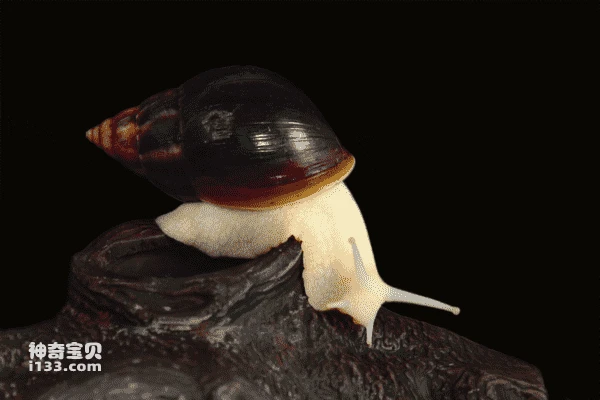 White Jade Snail Farming Methods (Detailed Introduction)