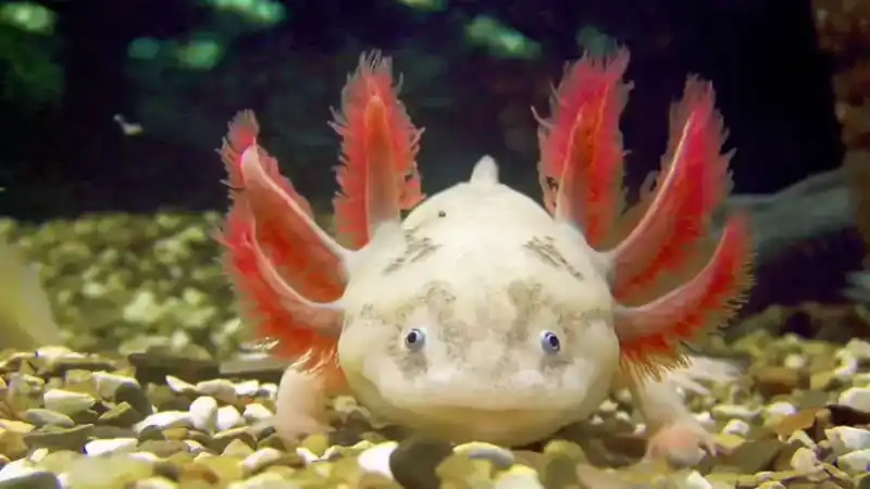 Where do axolotls live? Why do they look so strange?