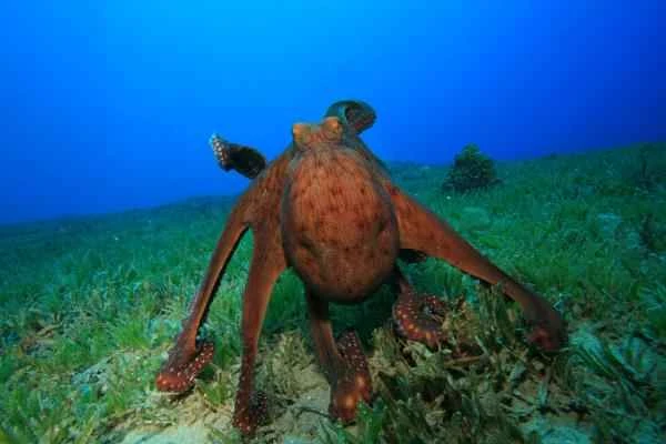 Cómo se reproducen los pulpos - Cortejo
