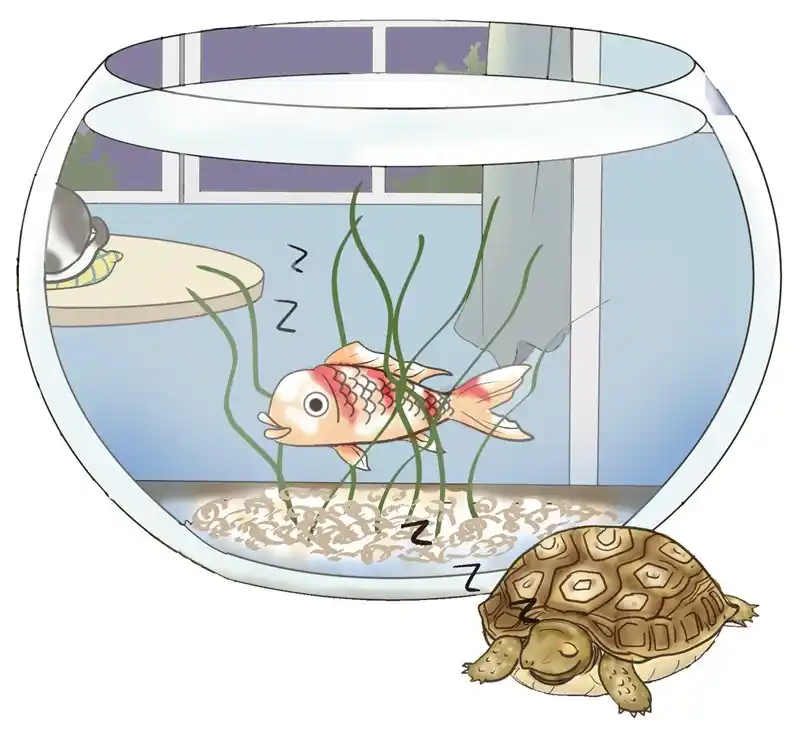How do fish sleep? A professional analysis of the rest and sleep mechanisms of fish.