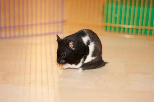 Hamster Types - Panda Hamster