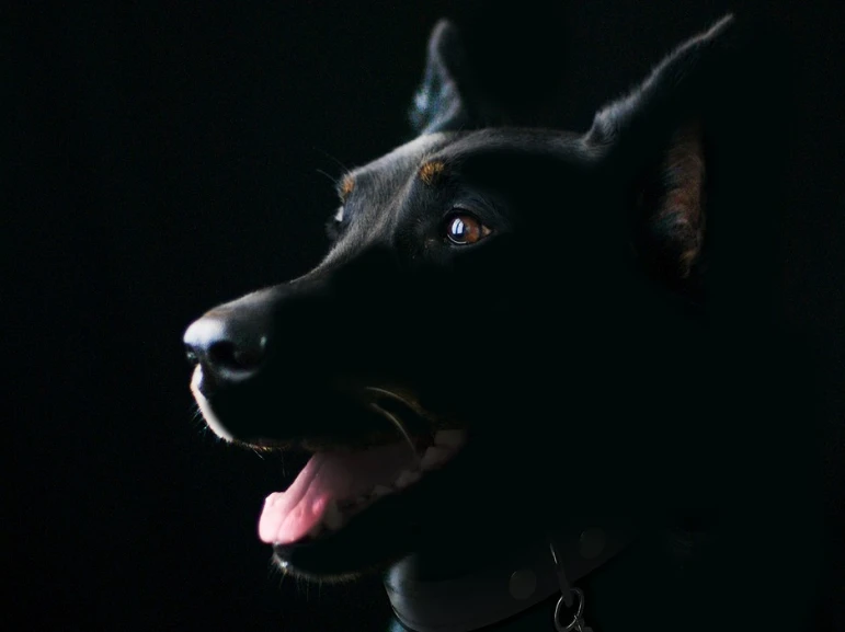 Why aren't dogs a separate species? (Regarding species and subspecies)