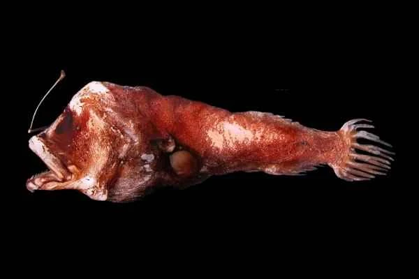 Pez linterna: características, hábitat and alimentación - Alimentación del pez linterna