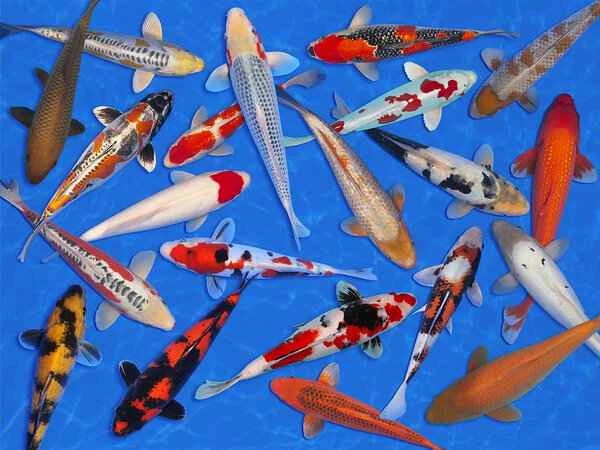 Top Ten Rare Koi Varieties