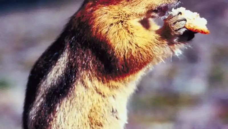 The best food for chipmunks: a complete guide