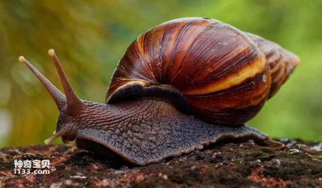 What does a snail turn into after it sheds its shell?