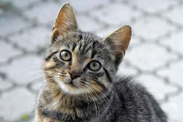 Ciclo de vida del gato - Adulto joven