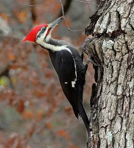 What are some little-known facts about woodpeckers?