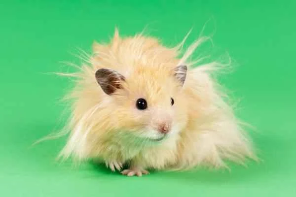 Hamster Varieties - Angora Hamster