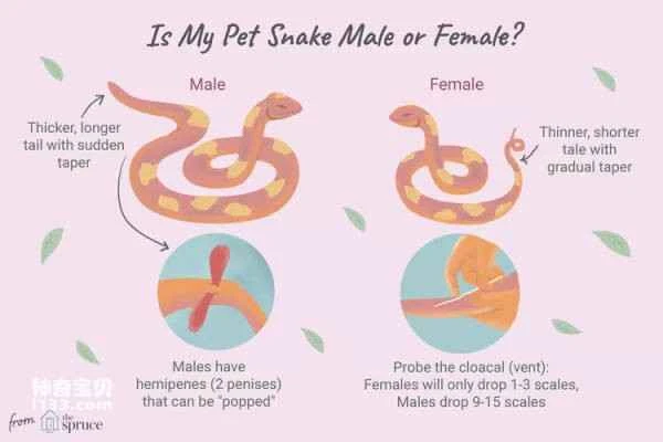 How to determine the sex of a snake
