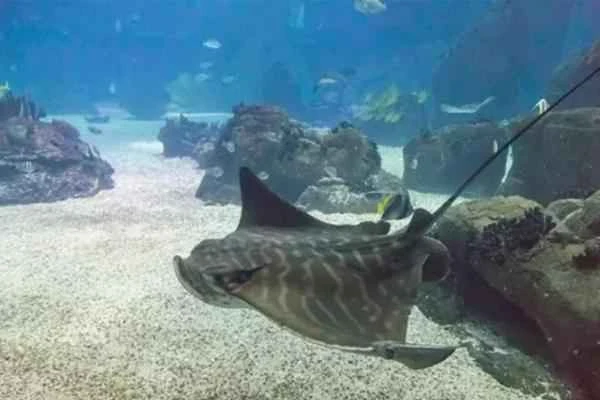 Tipos de rayas - Raya toro